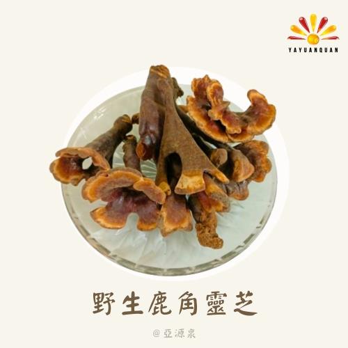 【亞源泉】100%野生鹿角靈芝 500g/包 (贈亞源泉系列商品1包)