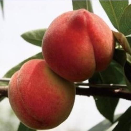 台中新社產地直送紅玉蜜桃