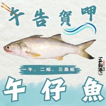 【優惠5隻組】五朝港水產-頂級臺灣午仔魚 已三去 (250-300克/隻)