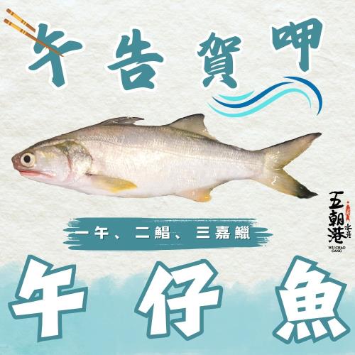 【優惠5隻組】五朝港水產-頂級台灣午仔魚 已三去 (250-300克/隻) 