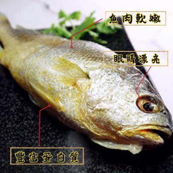 【黃魚迎財富貴組】五朝港水產-野生極品黃魚 已三去 (250克±5%/隻)共3隻