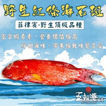 【運氣紅紅火火組】五朝港水產-大尾野生紅條海石斑 已三去 (480克±10%/隻)共3隻
