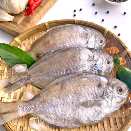 【九隻海珍精選組】五朝港水產- 極鮮特優野生肉魚  (580克±10%/3隻/包) 共3包