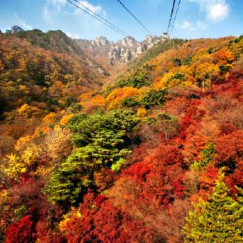 秋季出發↘清易賞楓趣~(不進人參、護肝、土產)大屯山賞楓、繽紛愛寶、水族館&美人魚秀、塗鴉秀、超級海鮮鍋&燒肉吃到飽五日