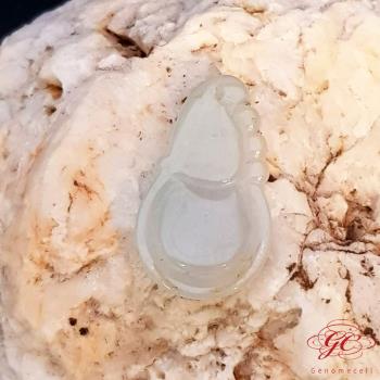【肌容雪】緬甸天然A貨翡翠錢袋吊飾 編號951