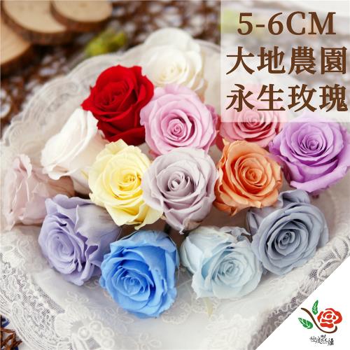 極度花燥 大地農園 05202 永生大玫瑰