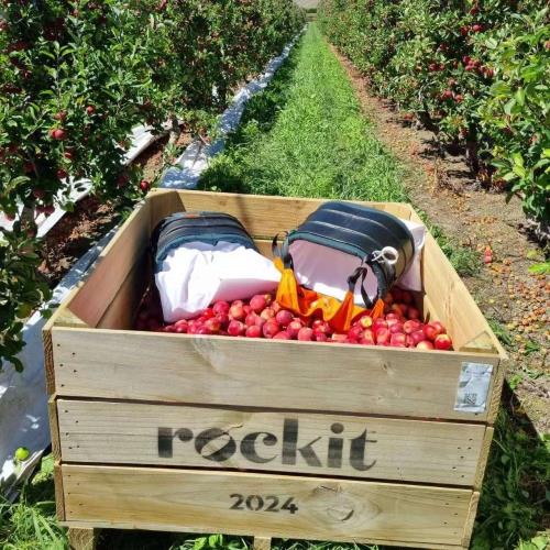 紐西蘭ROCKIT樂淇蘋果歡樂分享桶