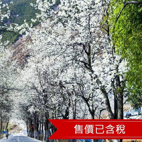 【醉美是梨】金川梨花季.四姑娘.丹巴.木格措8日含稅 (無購物無自費)-文化交流