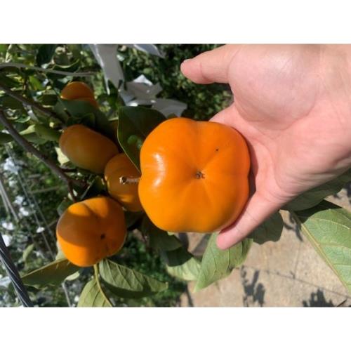 東森農場 梨山 高海拔富有蜜甜柿