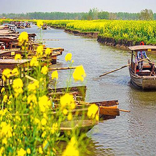 最美千島垛水上油菜花黿頭渚櫻花谷無購物無自費8日-文化交流團