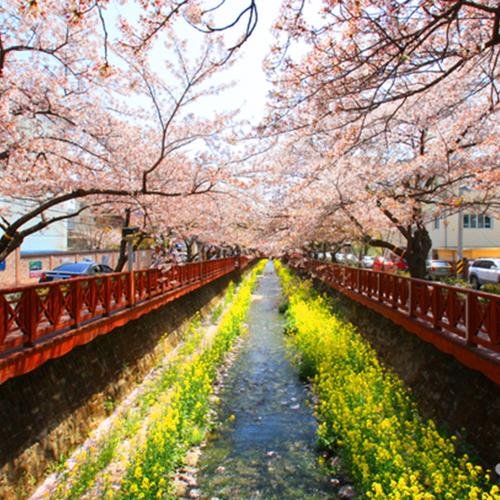 一年一度賞櫻限定↘威風釜邱雙享櫻~(不進人蔘、護肝、土產)鎮海軍港節、浪漫巨濟島、東大新洞櫻花隧道、星光櫻花節、加耶主題公園、長腳蟹&燒肉吃到飽五日