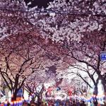 賞櫻限定↘威風粉櫻濟州-(不走人蔘+保肝+土產)~典農路賞櫻、涯月邑長田里賞櫻、跆拳武藝秀、駱駝體驗、水之幻境水世界、澎派海鮮鍋&烤肉吃到飽五日