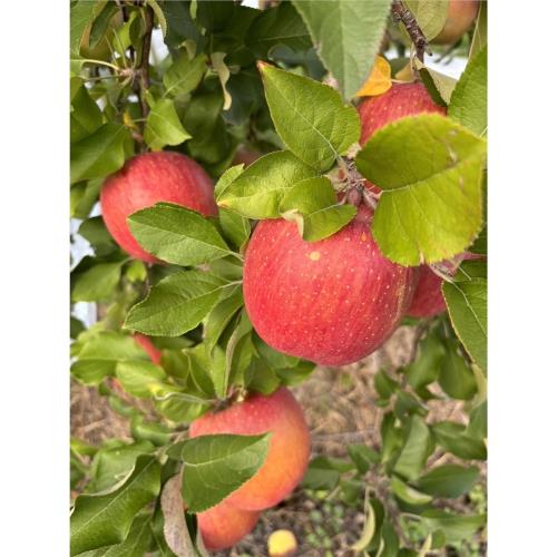 日本青森直送一等蜜富士蘋果